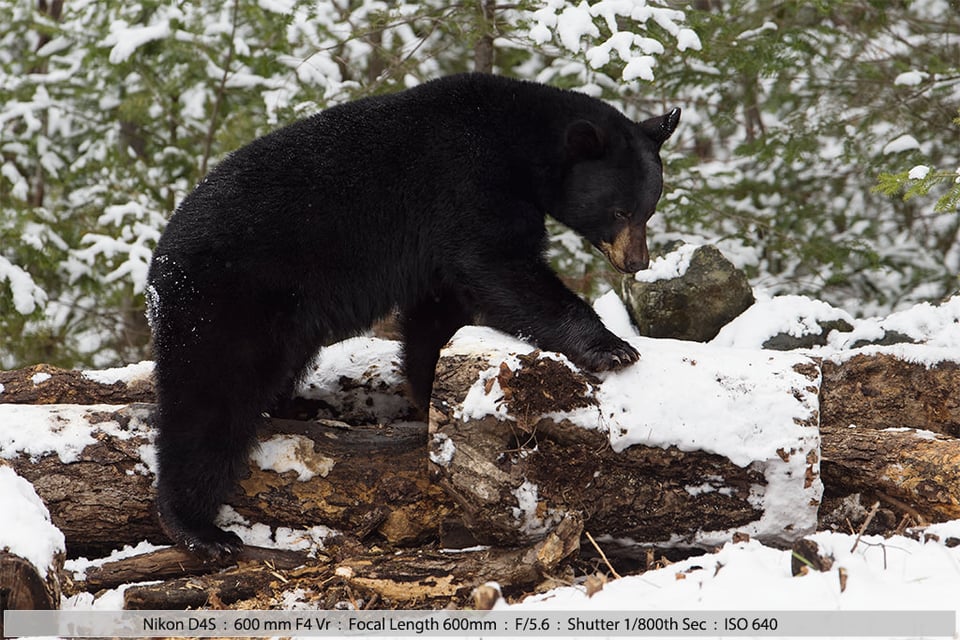 Black Bear in Heavy Snow