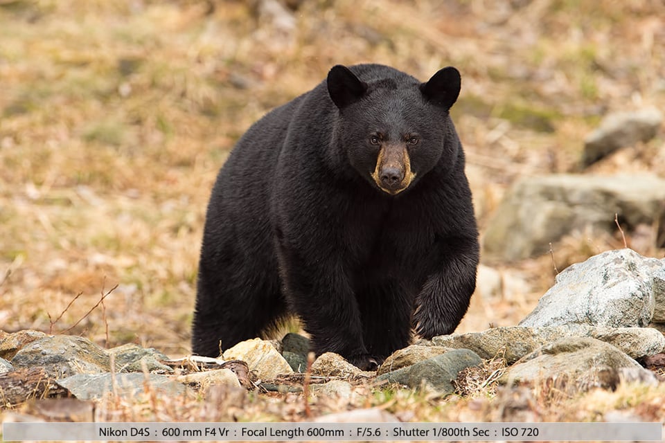 Black Bear Approaching