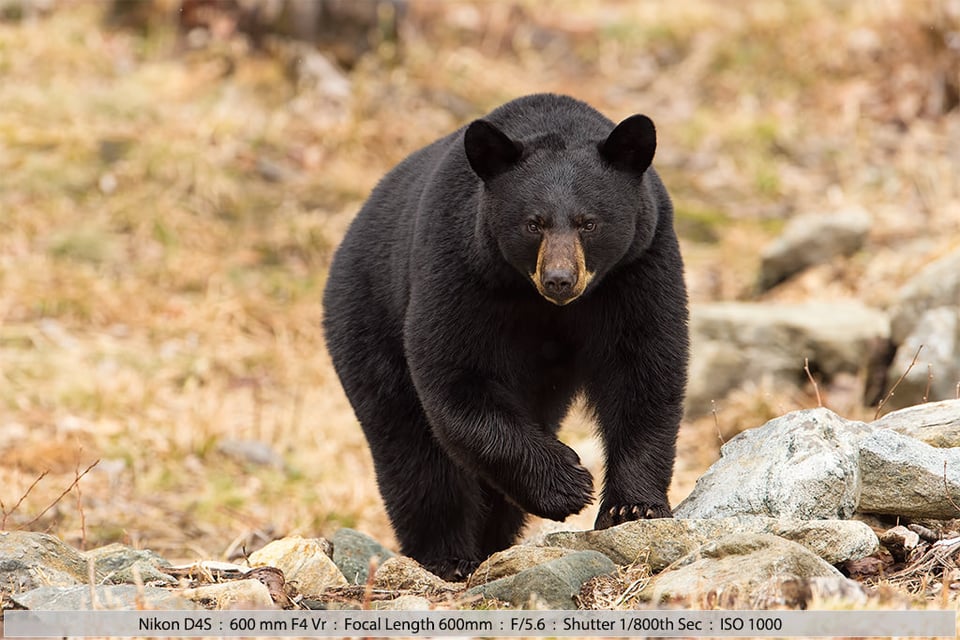 Black Bear Approaching