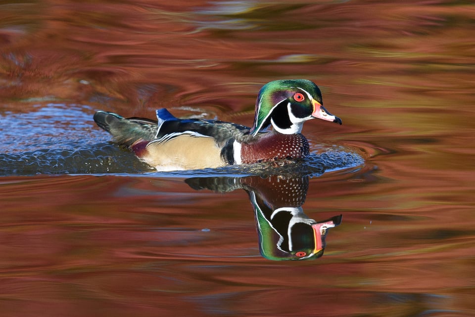 Wood Duck #3