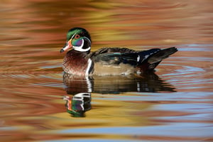 Wood Duck #4