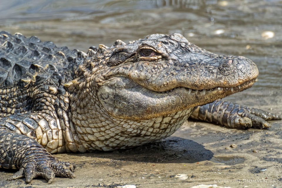 alligator adv image 1