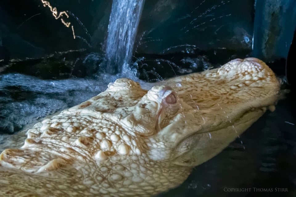 alligator adv image 5a alligator adv image 5a