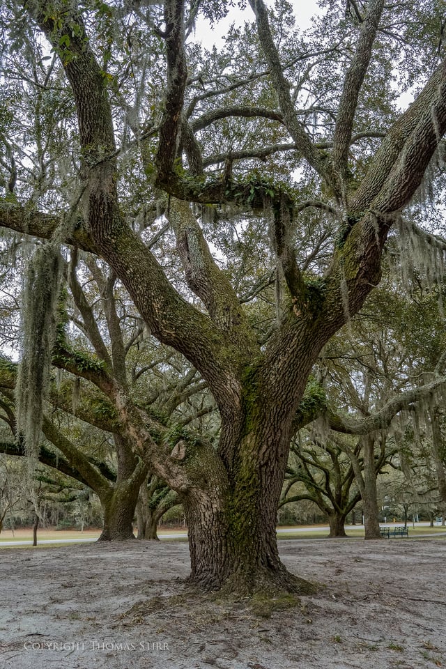 brookgreen image 15 brookgreen image 15