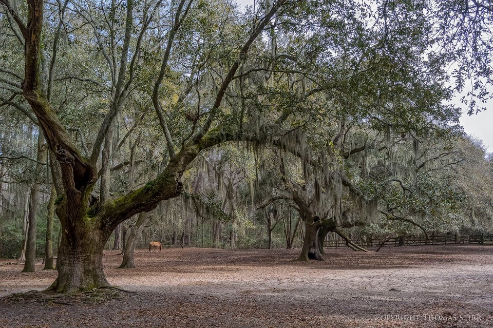 brookgreen image 16 brookgreen image 16