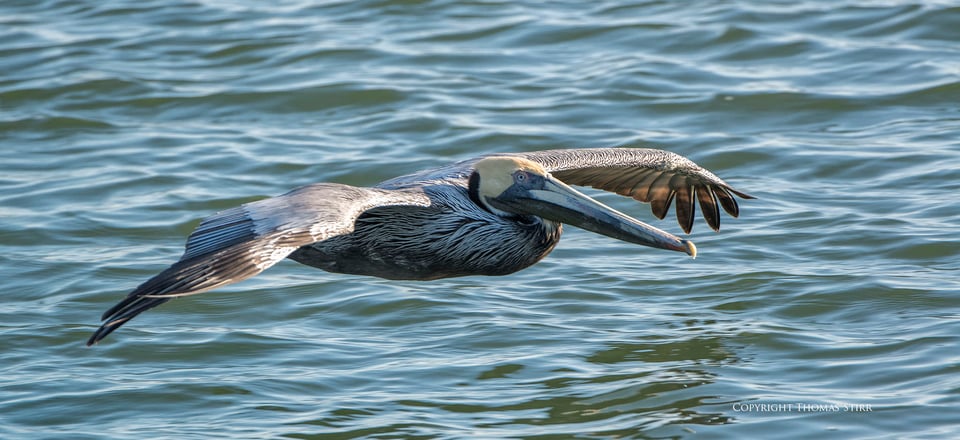 brown pelicans image 1