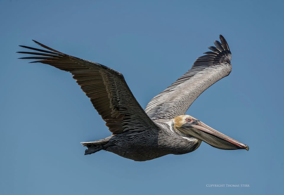 brown pelicans image 11