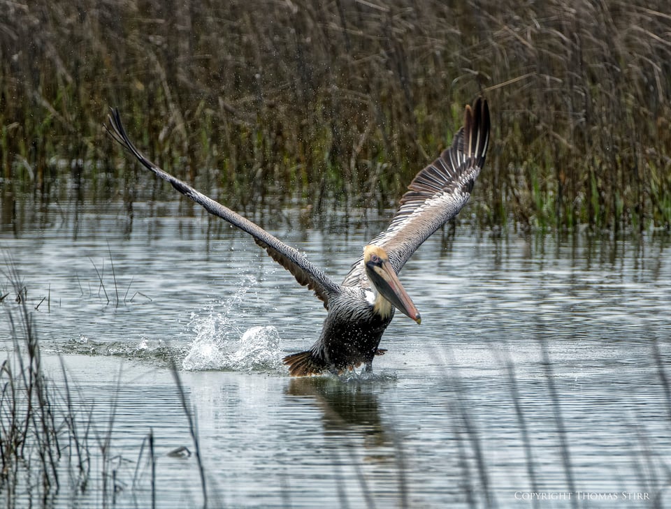 brown pelicans image 2 brown pelicans image 2
