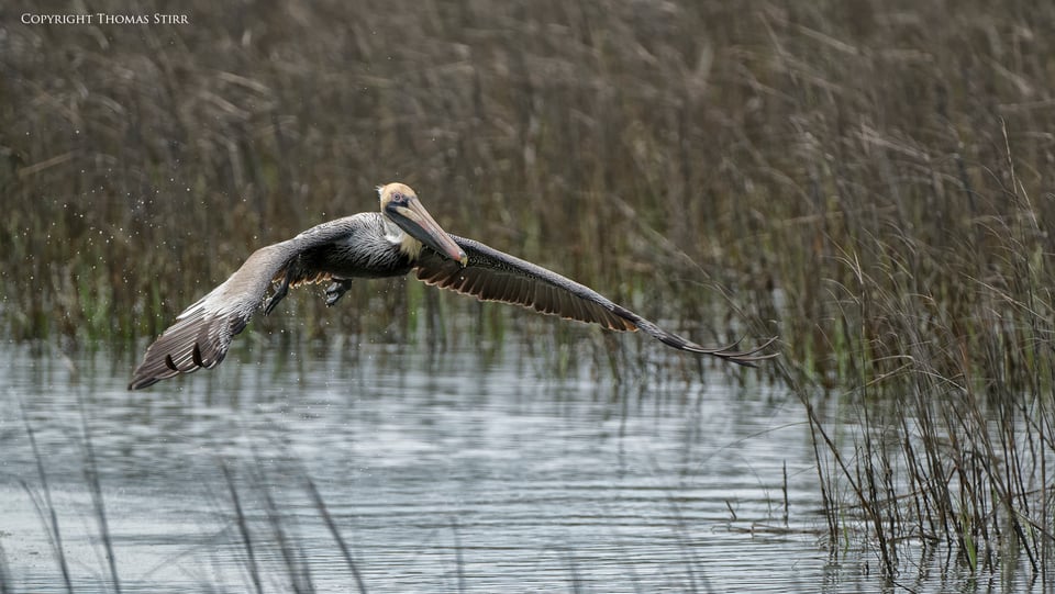 brown pelicans image 3