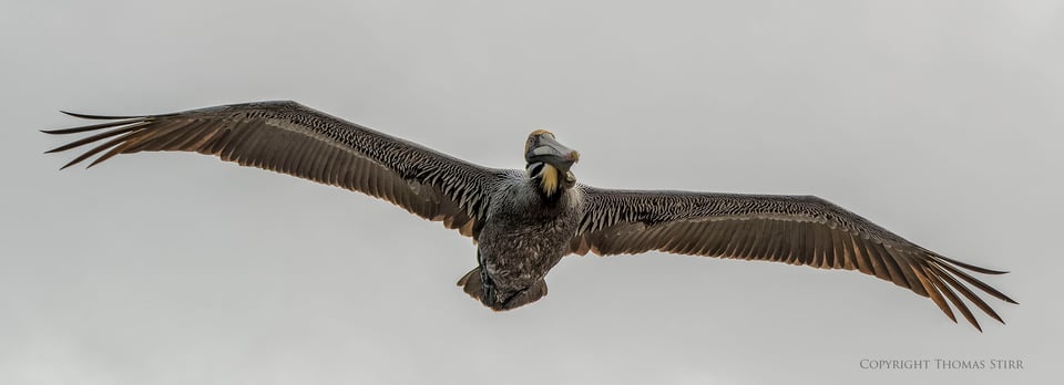 brown pelicans image 4