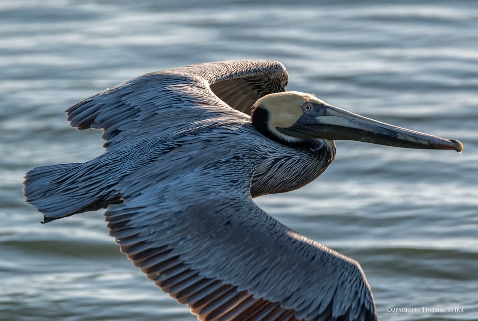 brown pelicans image 6 brown pelicans image 6