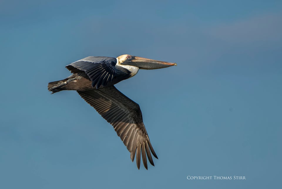 brown pelicans image 7