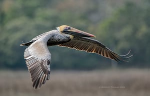brown pelicans image 8