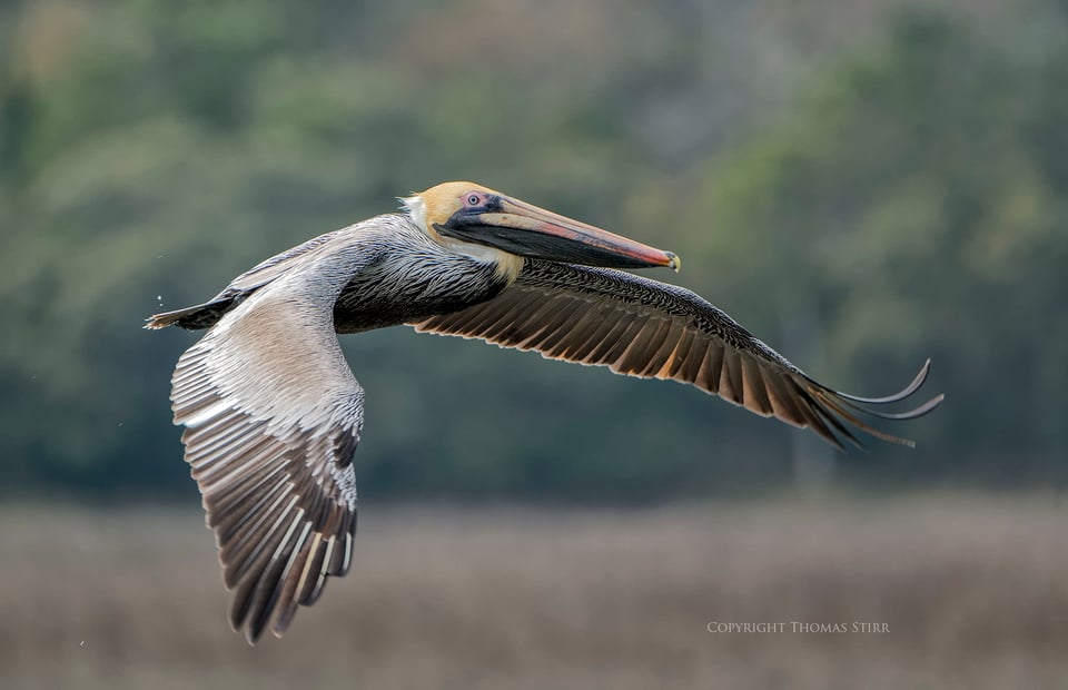 brown pelicans image 8