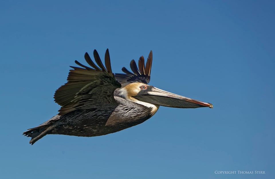 brown pelicans image 9