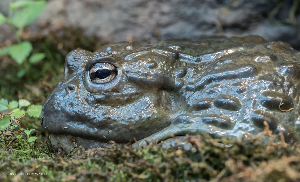 ribbitting colours image 1