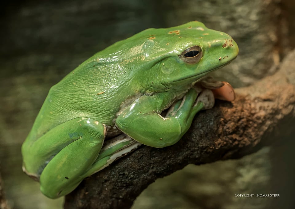 ribbitting colours image 12