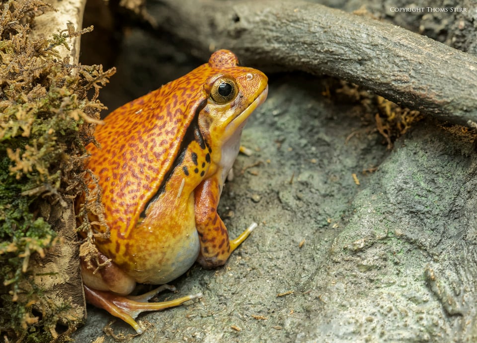 ribbitting colours image 9