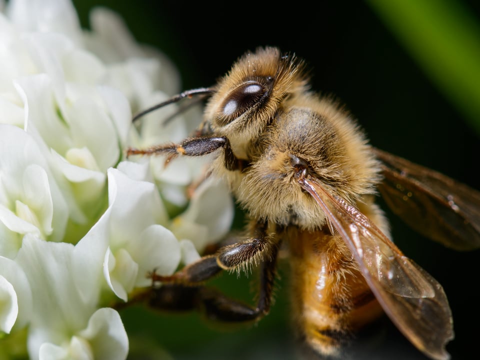 Clover Bee Clover Bee