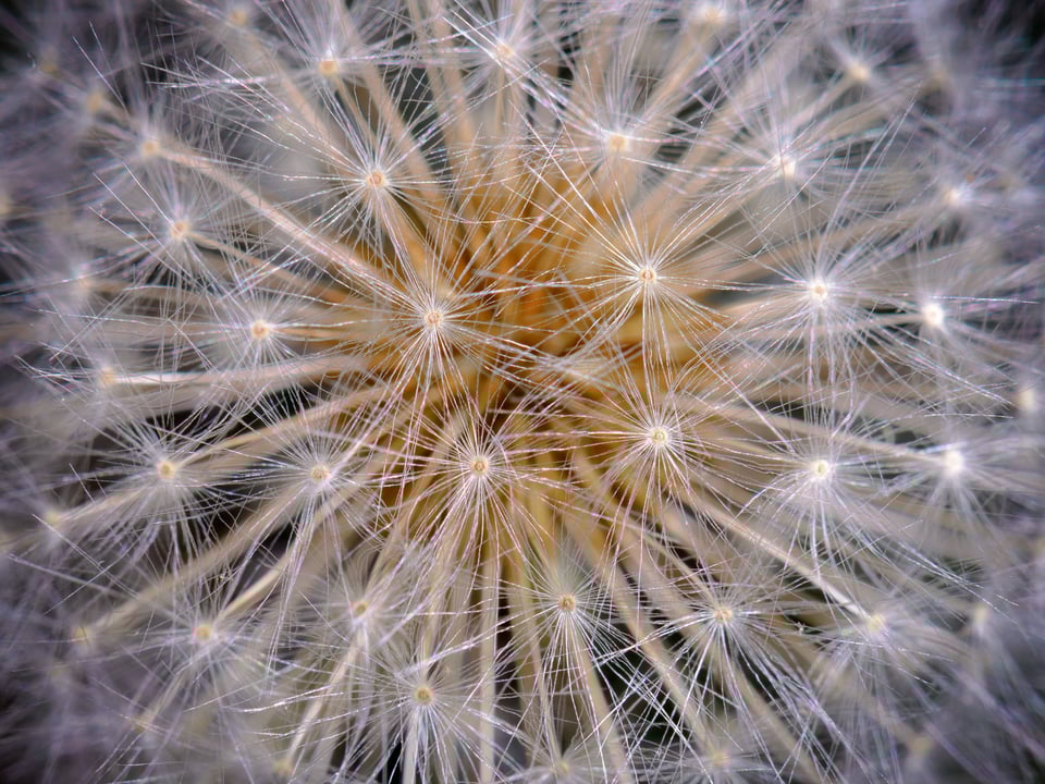 Dandelion Dandelion