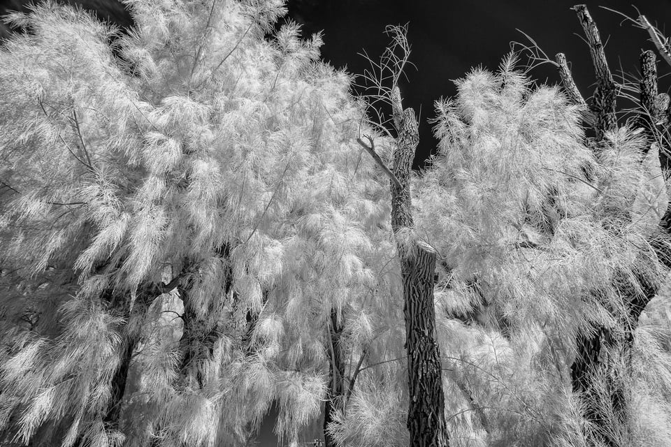 Death Valley Infrared (12)