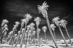 Death Valley Infrared (18)