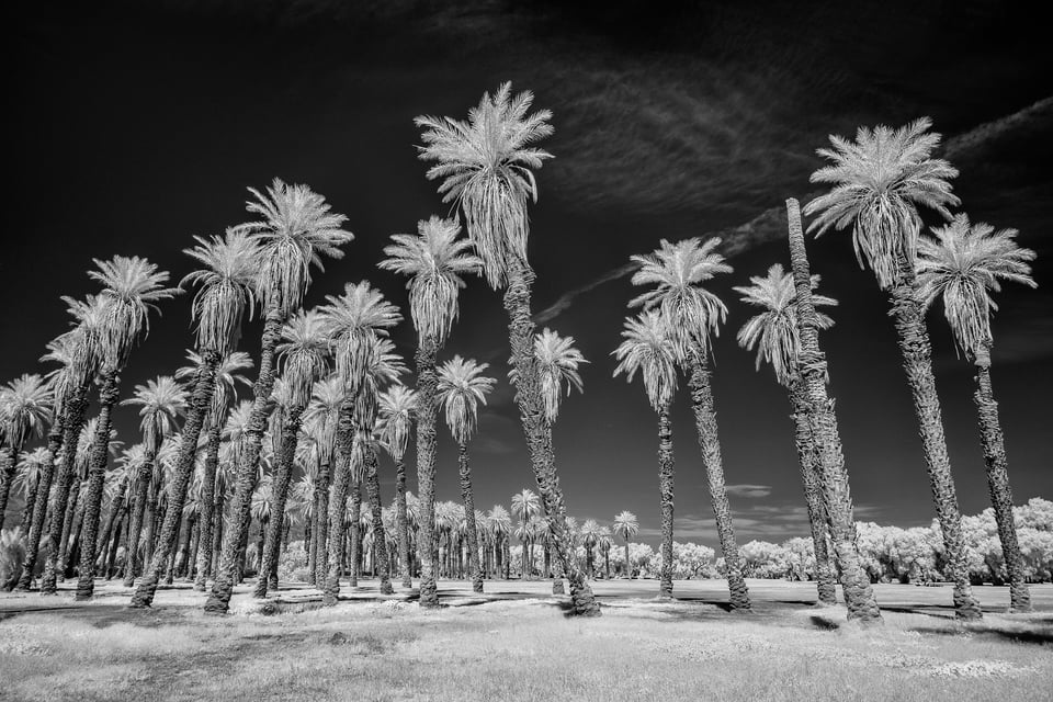 Death Valley Infrared (19)