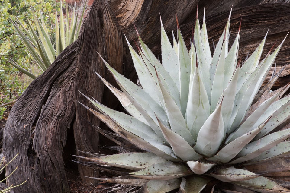 Verm-14bit-12v14-yucca Verm-14bit-12v14-yucca