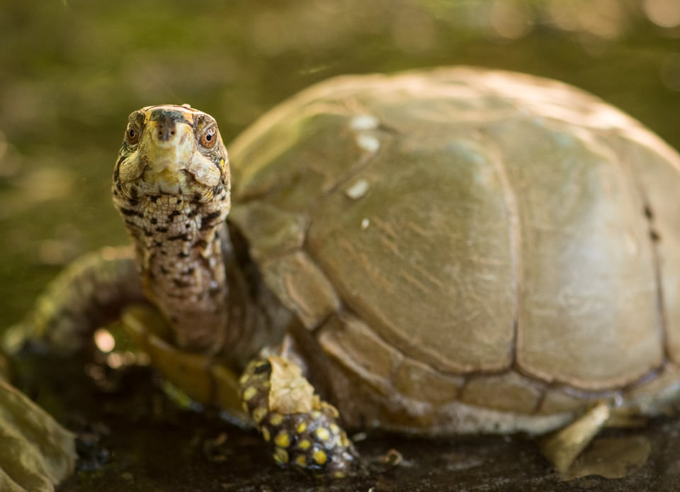 Verm-Box-Turtle-captive-D7200-7843 Verm-Box-Turtle-captive-D7200-7843