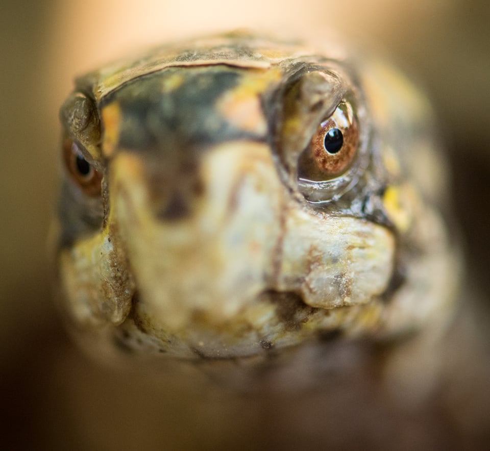 Verm-Box-Turtle-captive-D7200-7865 Verm-Box-Turtle-captive-D7200-7865