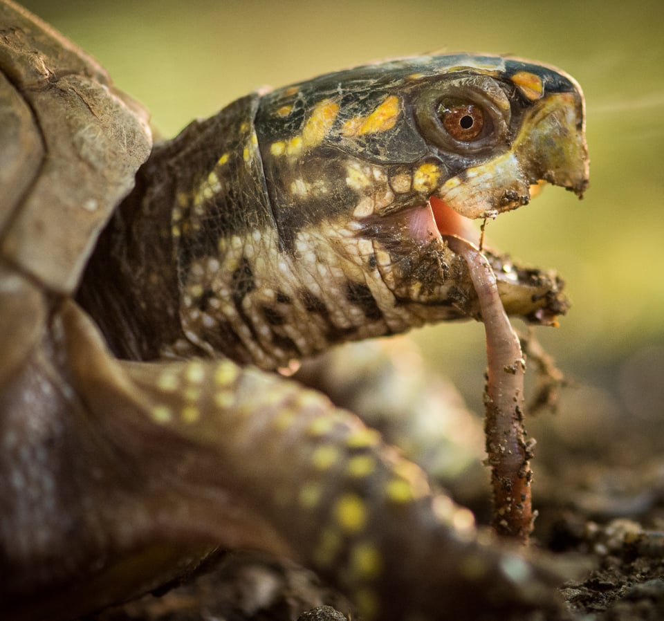 Verm-Box-Turtle-captive-D7200-7906 Verm-Box-Turtle-captive-D7200-7906