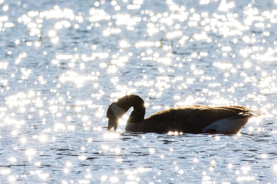 Verm-Canada-Goose-D7200-2923