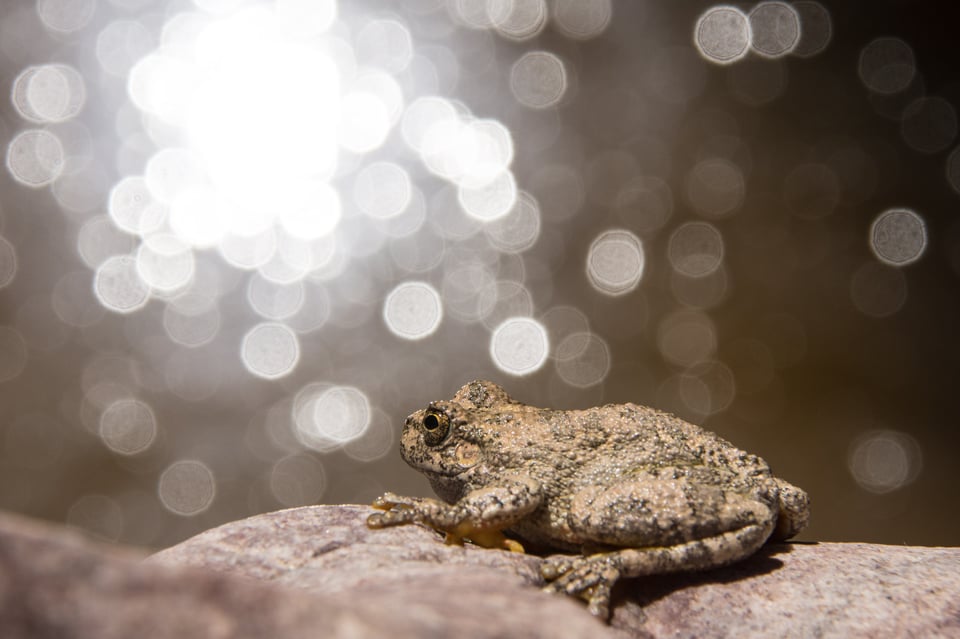 Verm-Canyon-Tree-Frog-D7200-0781-2 Verm-Canyon-Tree-Frog-D7200-0781-2