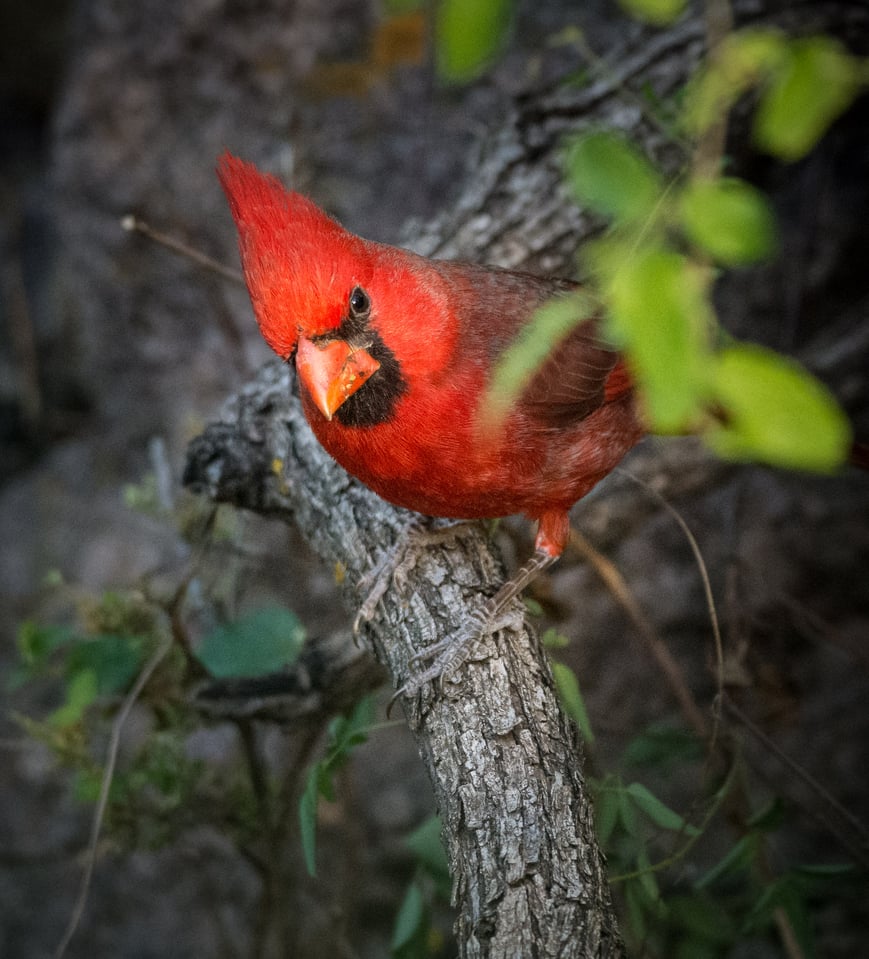 Verm-Cardinal-BANWR-6973 Verm-Cardinal-BANWR-6973