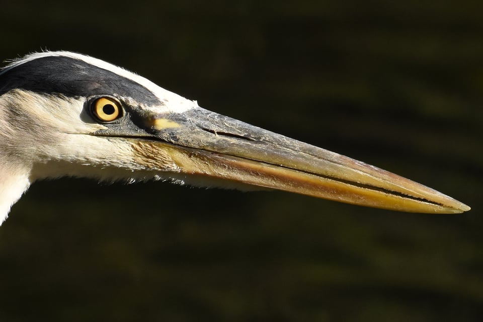 Verm-GBH-D7200-6623 Verm-GBH-D7200-6623
