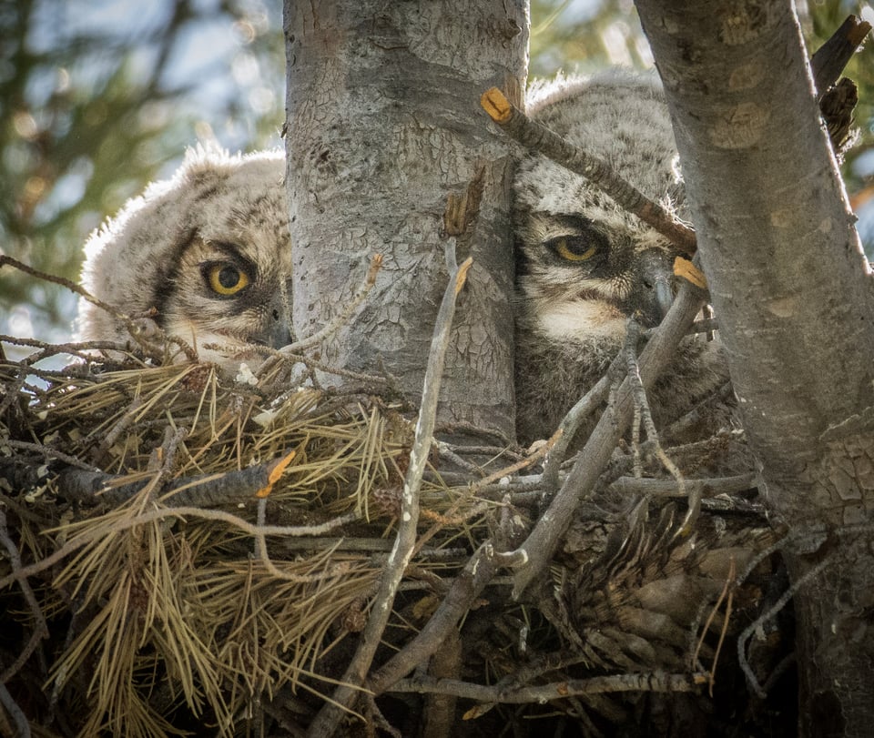 Verm-GHO-chicks-D7200-1974 Verm-GHO-chicks-D7200-1974
