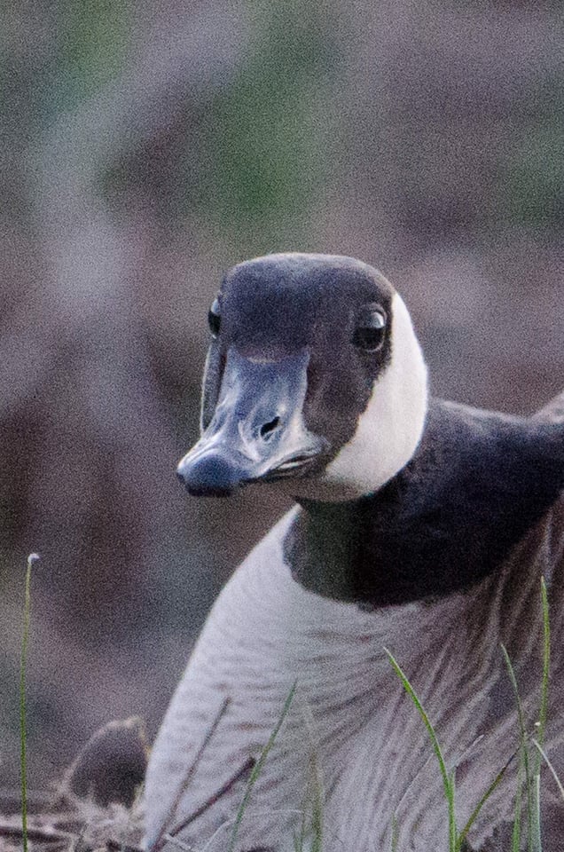 Verm-ISO-6400-D7000-4564 Verm-ISO-6400-D7000-4564