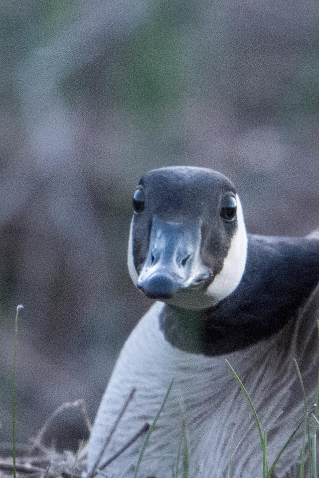 Verm-ISO-6400-D7200-9473 Verm-ISO-6400-D7200-9473
