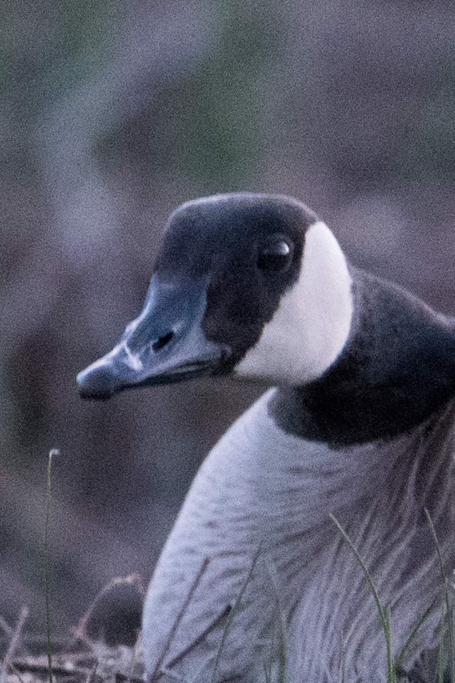 Verm-ISO-6400-D810-7795 Verm-ISO-6400-D810-7795