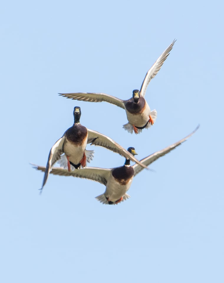 Verm-Mallard-drakes-D7200-7702 Verm-Mallard-drakes-D7200-7702