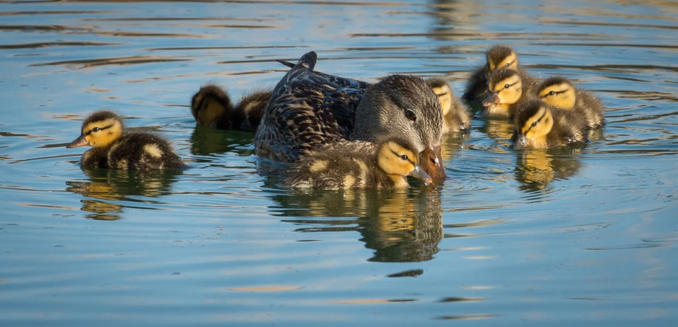 Verm-Mallard family-Page-Springs-4315 Verm-Mallard family-Page-Springs-4315