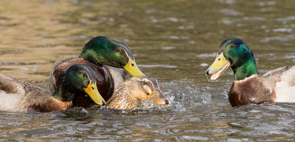 Verm-Mallard-mating-D7200-8015 Verm-Mallard-mating-D7200-8015