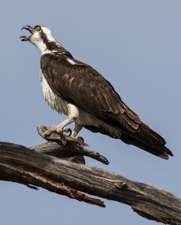 Verm-Osprey-clearing-throat-D7200-0117