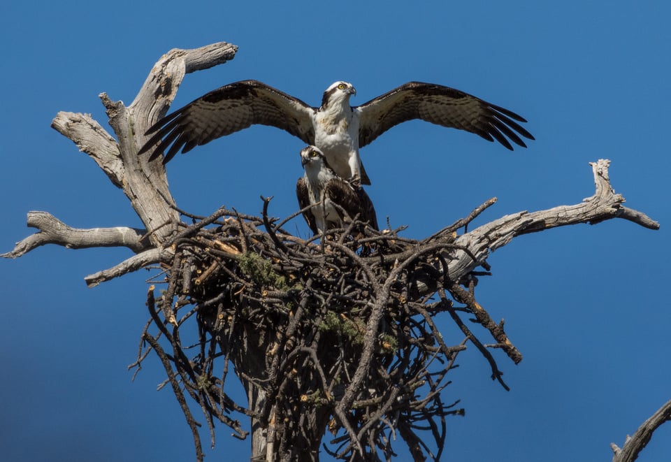 Verm-Ospreys-mating-D7200-2820 Verm-Ospreys-mating-D7200-2820