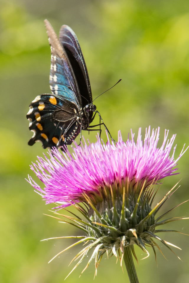 Verm-Pipevine-Swallowtail-BANWR-5333 Verm-Pipevine-Swallowtail-BANWR-5333