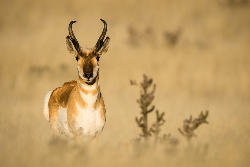 Verm-Pronghorn-buck-D7200-2066 Verm-Pronghorn-buck-D7200-2066