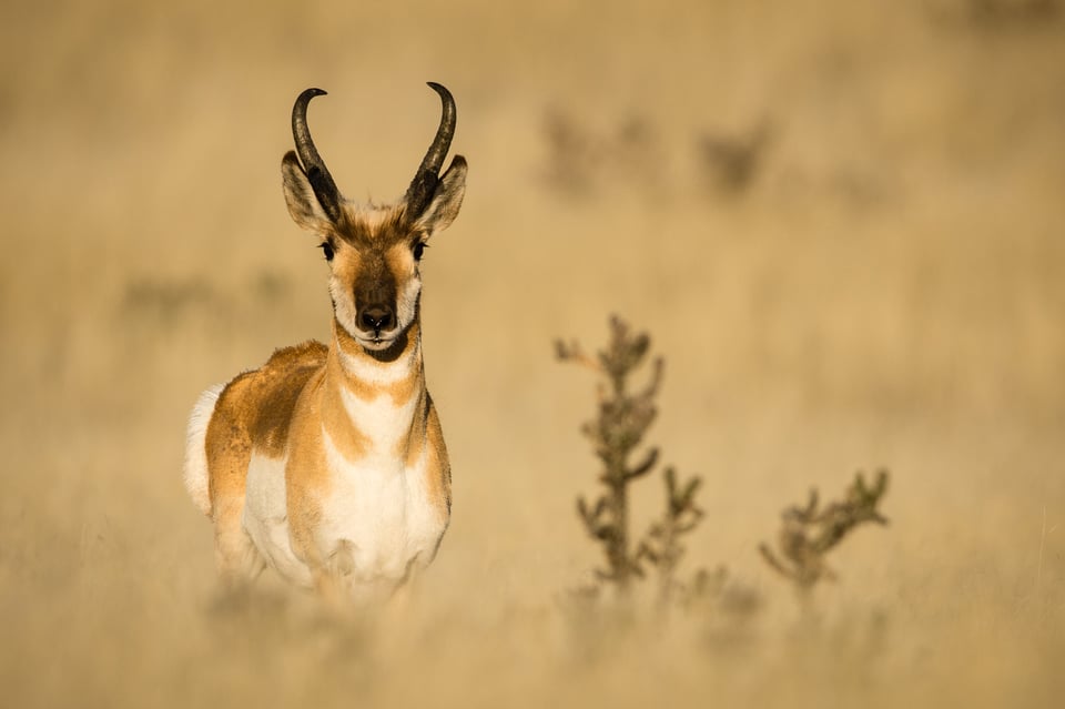 Verm-Pronghorn-buck-D7200-2066