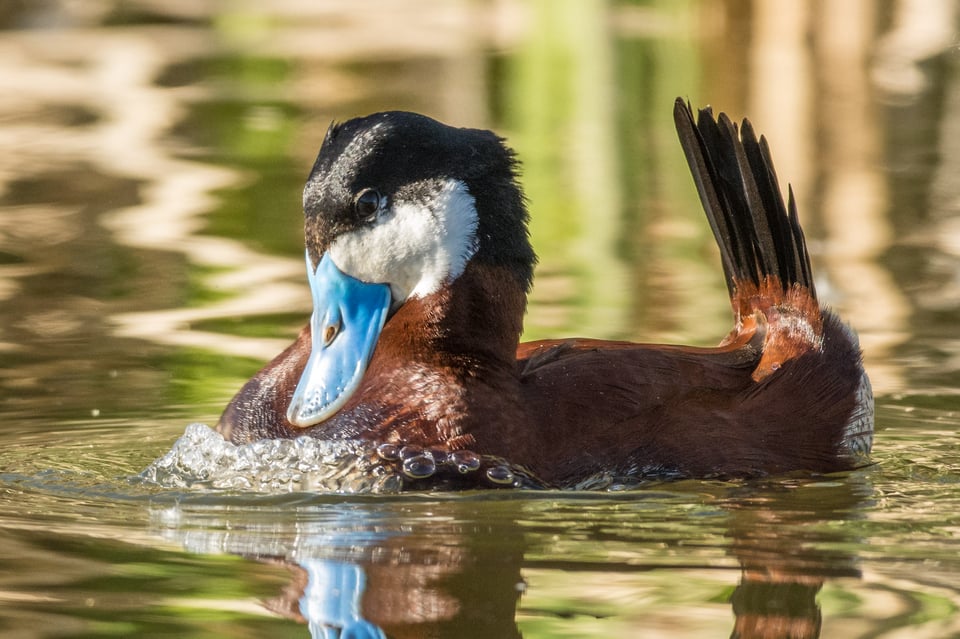 Verm-Ruddy-Duck-D7200-5838-2 Verm-Ruddy-Duck-D7200-5838-2