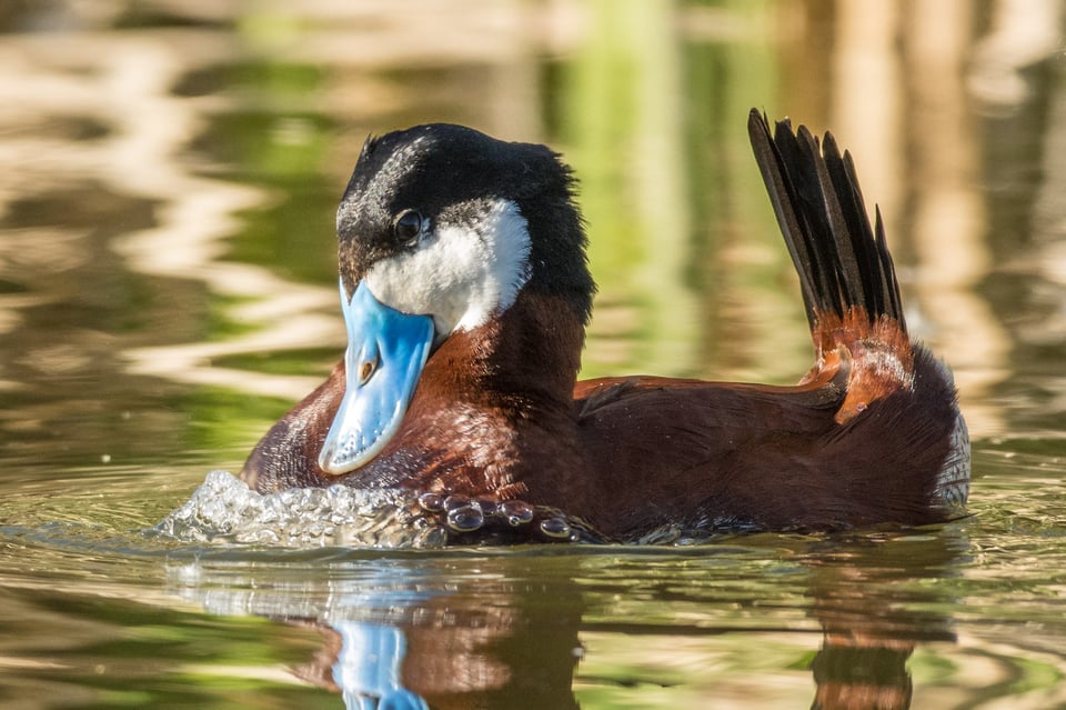 Verm-Ruddy-Duck-D7200-5838-2