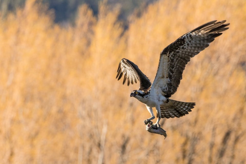 Verm-Unhappy-Trout-D7200-8527 Verm-Unhappy-Trout-D7200-8527